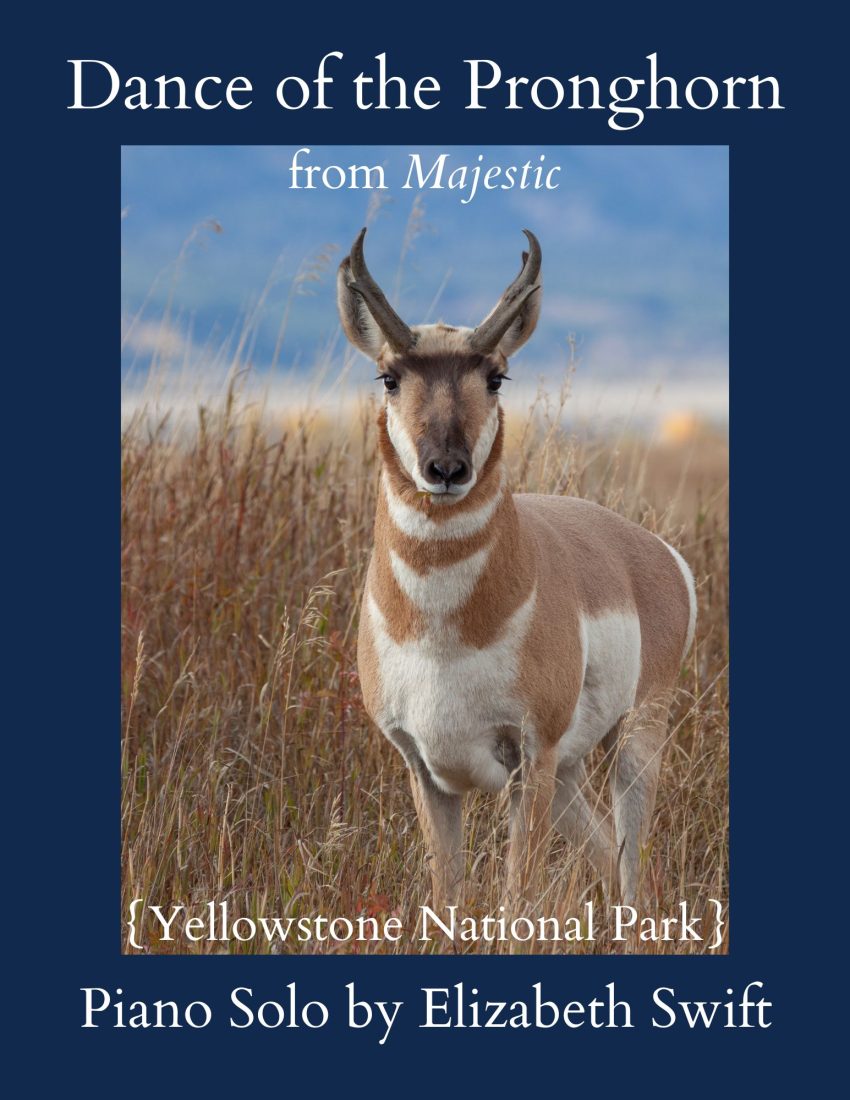 pronghorn antelope in field